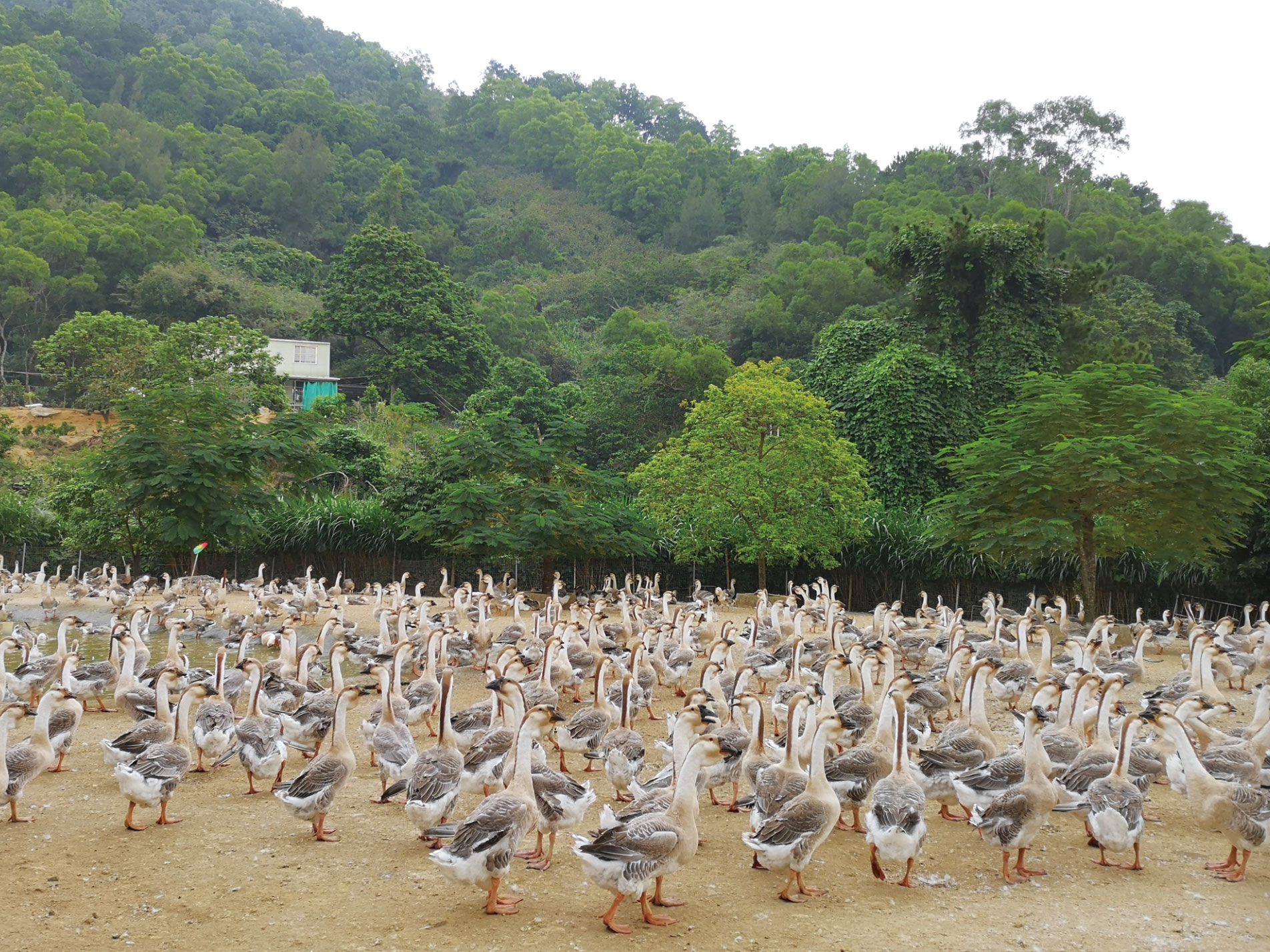 獅頭鵝養(yǎng)殖